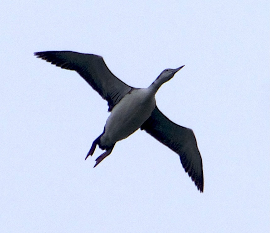 Common Loon - ML643466358