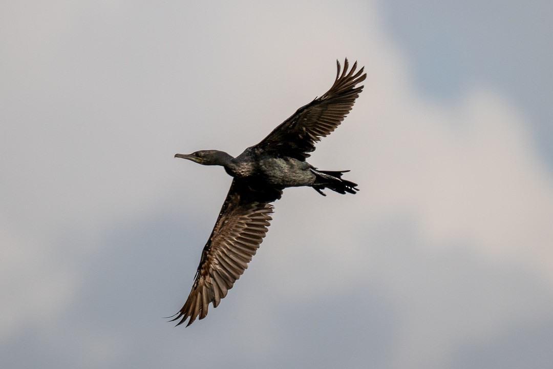 Little Black Cormorant - ML643466359