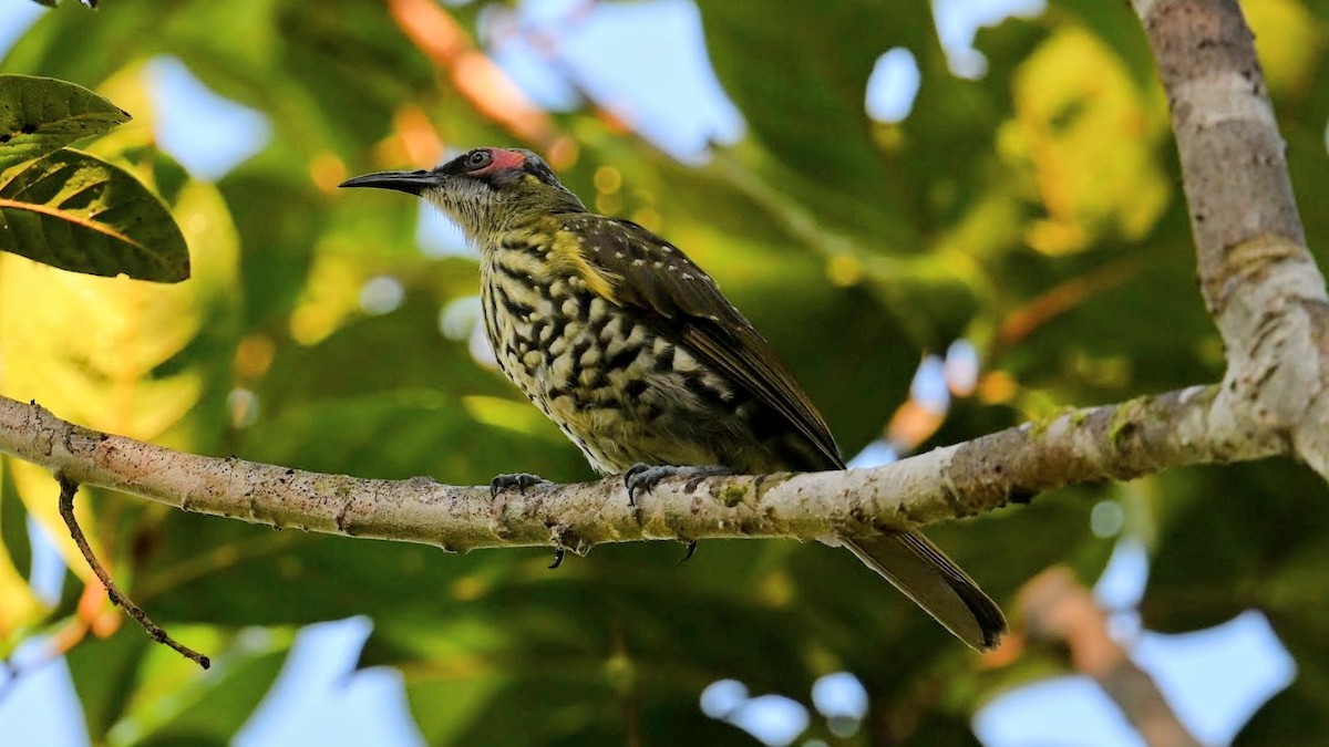 Spotted Honeyeater - ML643466362