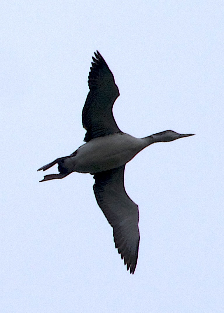 Common Loon - ML643466363