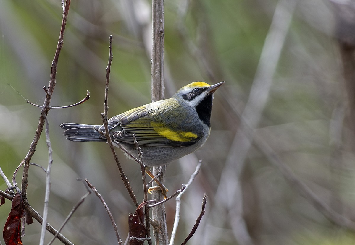 Golden-winged Warbler - ML643466364