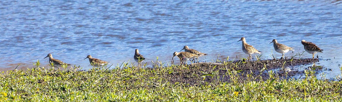 Pectoral Sandpiper - ML643466371