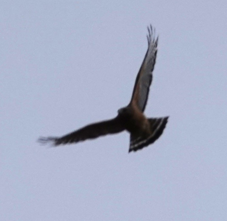 Red-shouldered Hawk - ML643466386