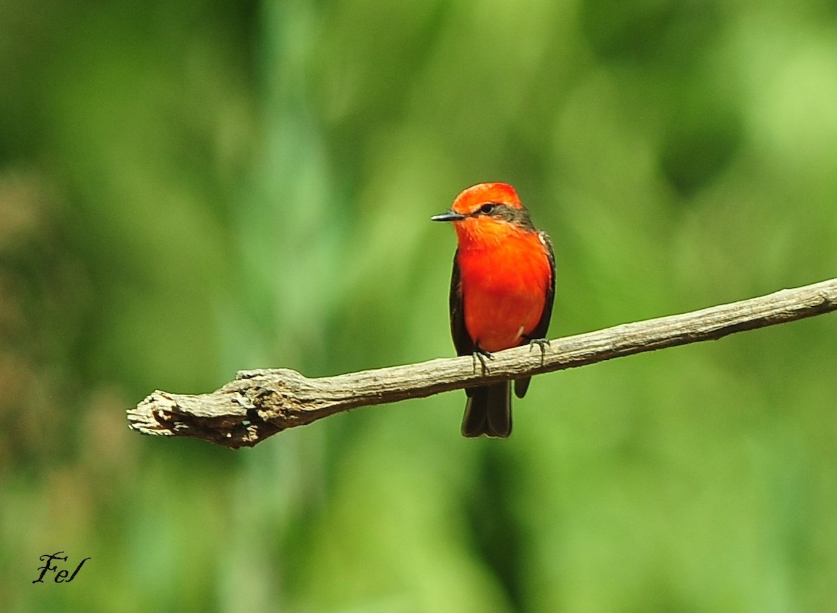 Vermilion Flycatcher - ML643466389