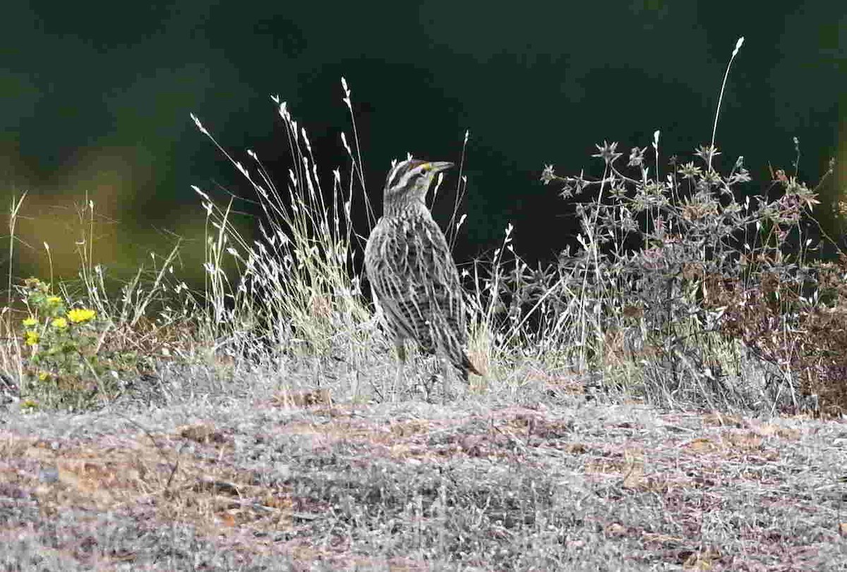 Western Meadowlark - ML643466395