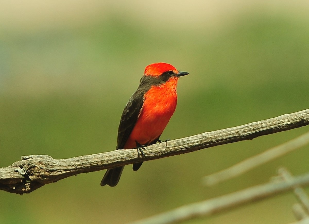Vermilion Flycatcher - ML643466397