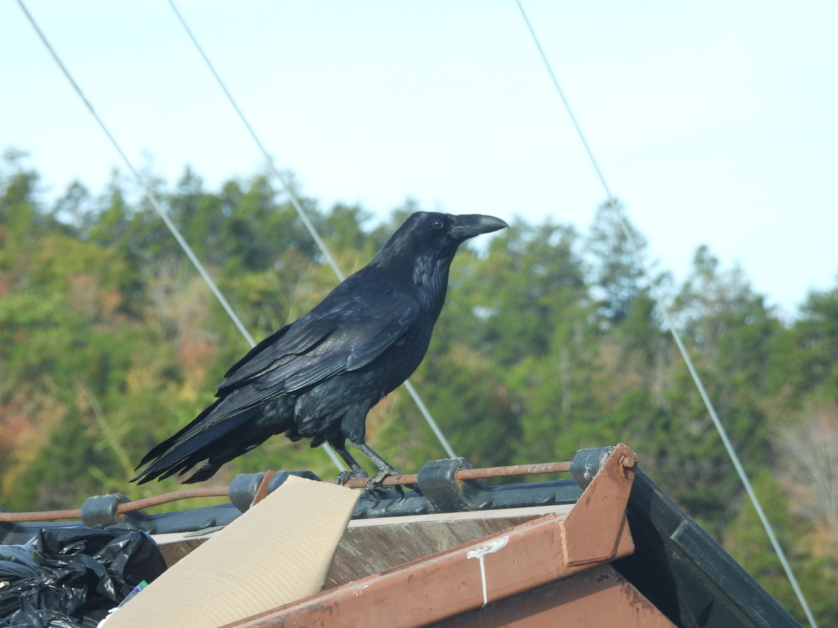 Common Raven - ML643466404