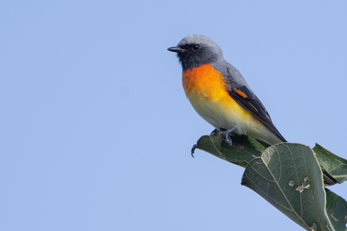 Small Minivet - ML643466408