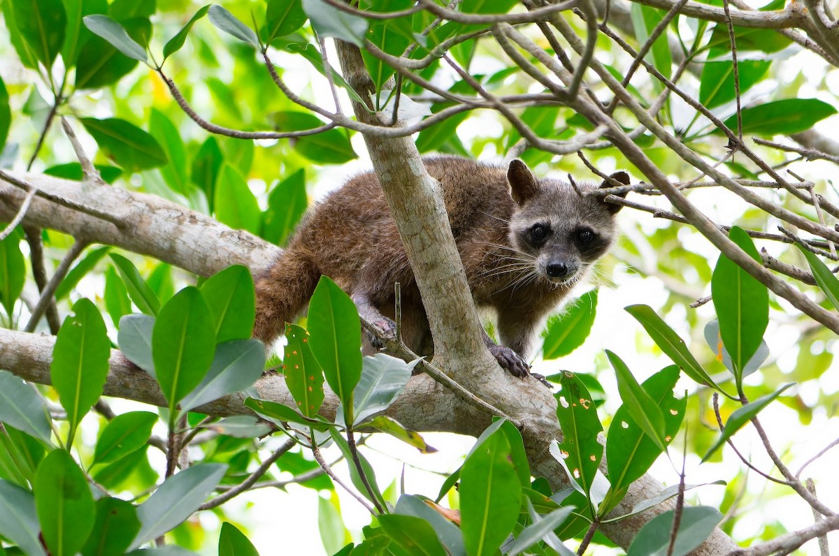 Animals - ML643466424