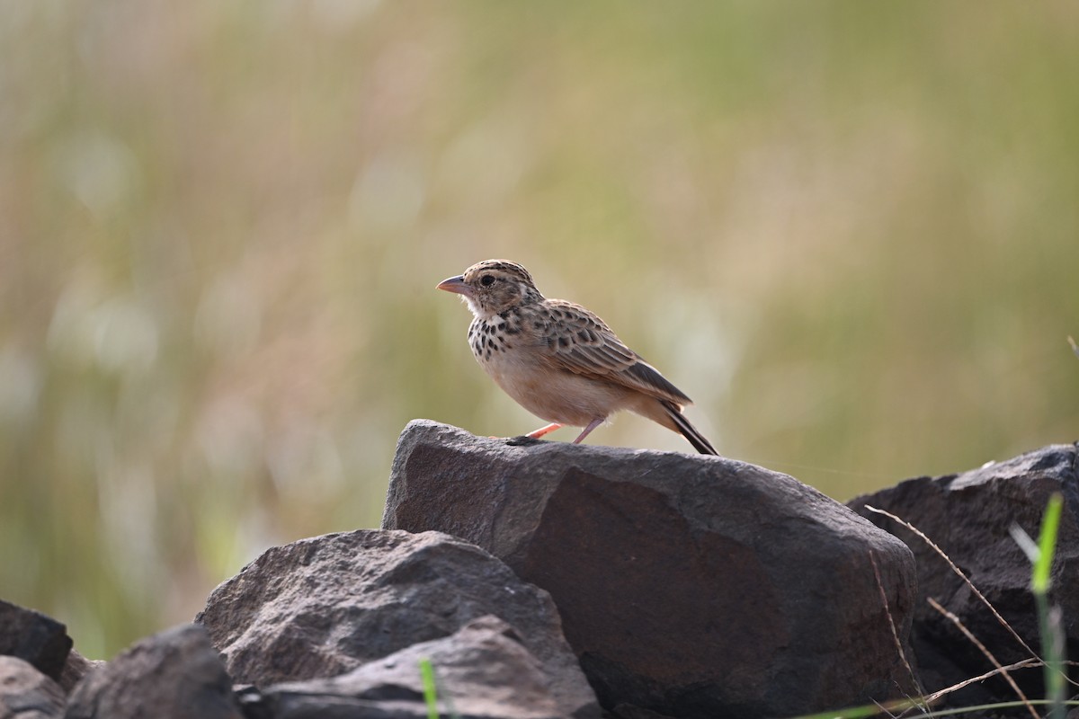 Indian Bushlark - ML643466427