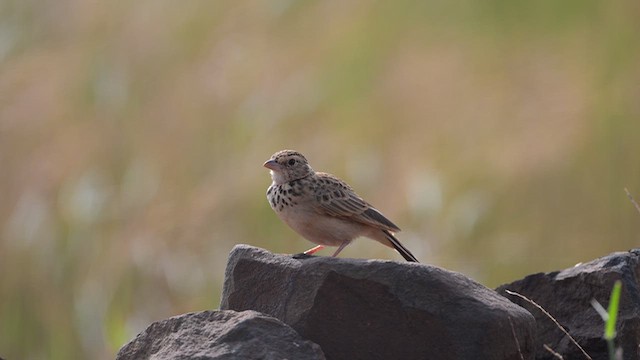 Indian Bushlark - ML643466428