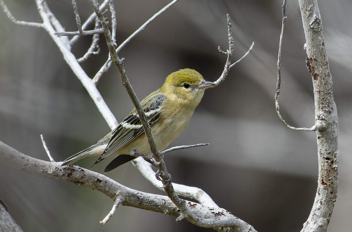 Bay-breasted Warbler - ML643466439