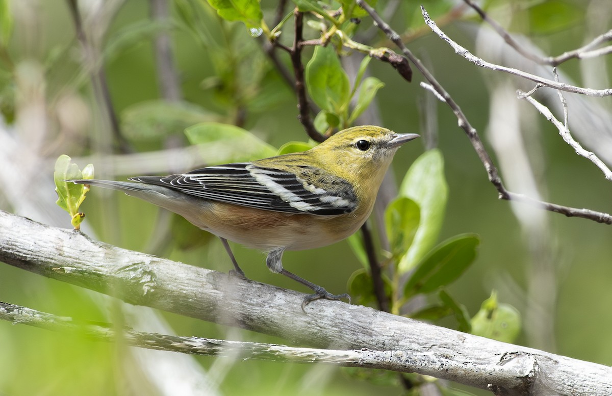 Bay-breasted Warbler - ML643466440