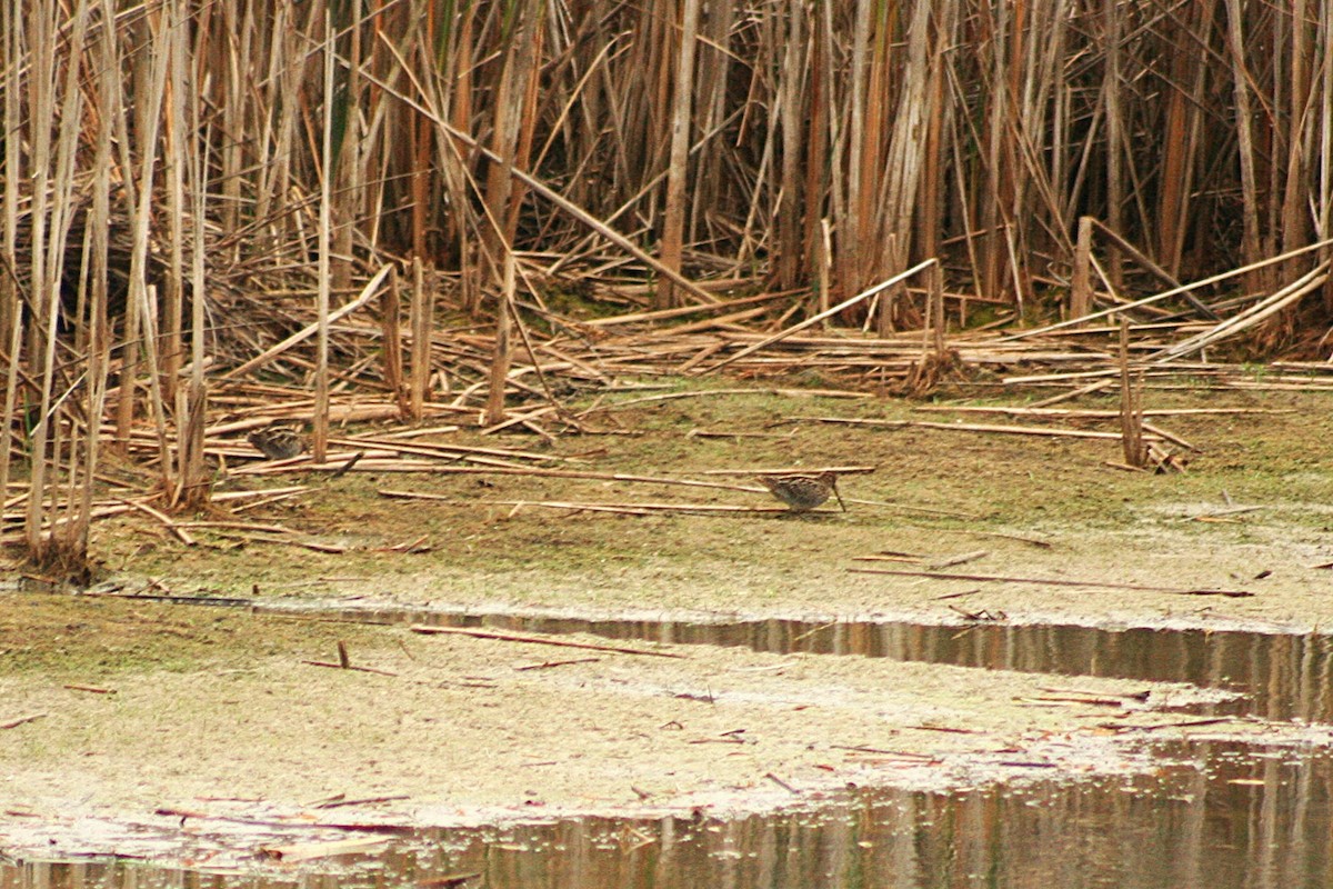 Wilson's Snipe - ML643466447