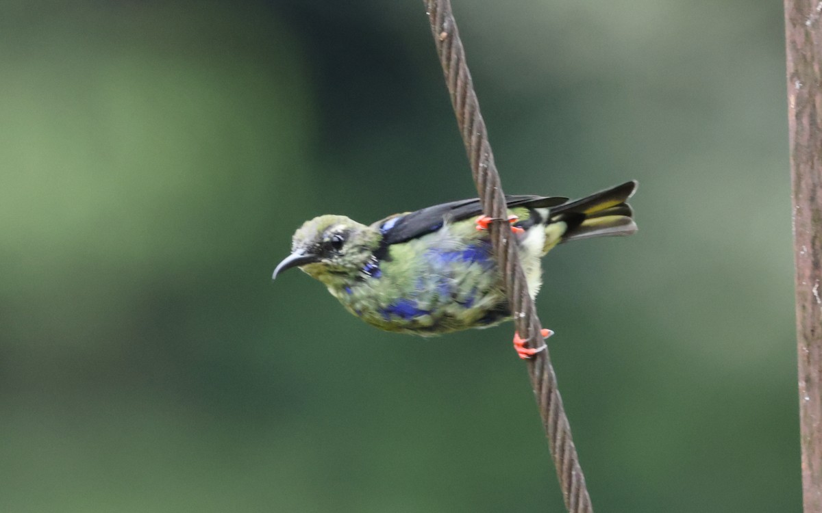 Red-legged Honeycreeper - ML643466448