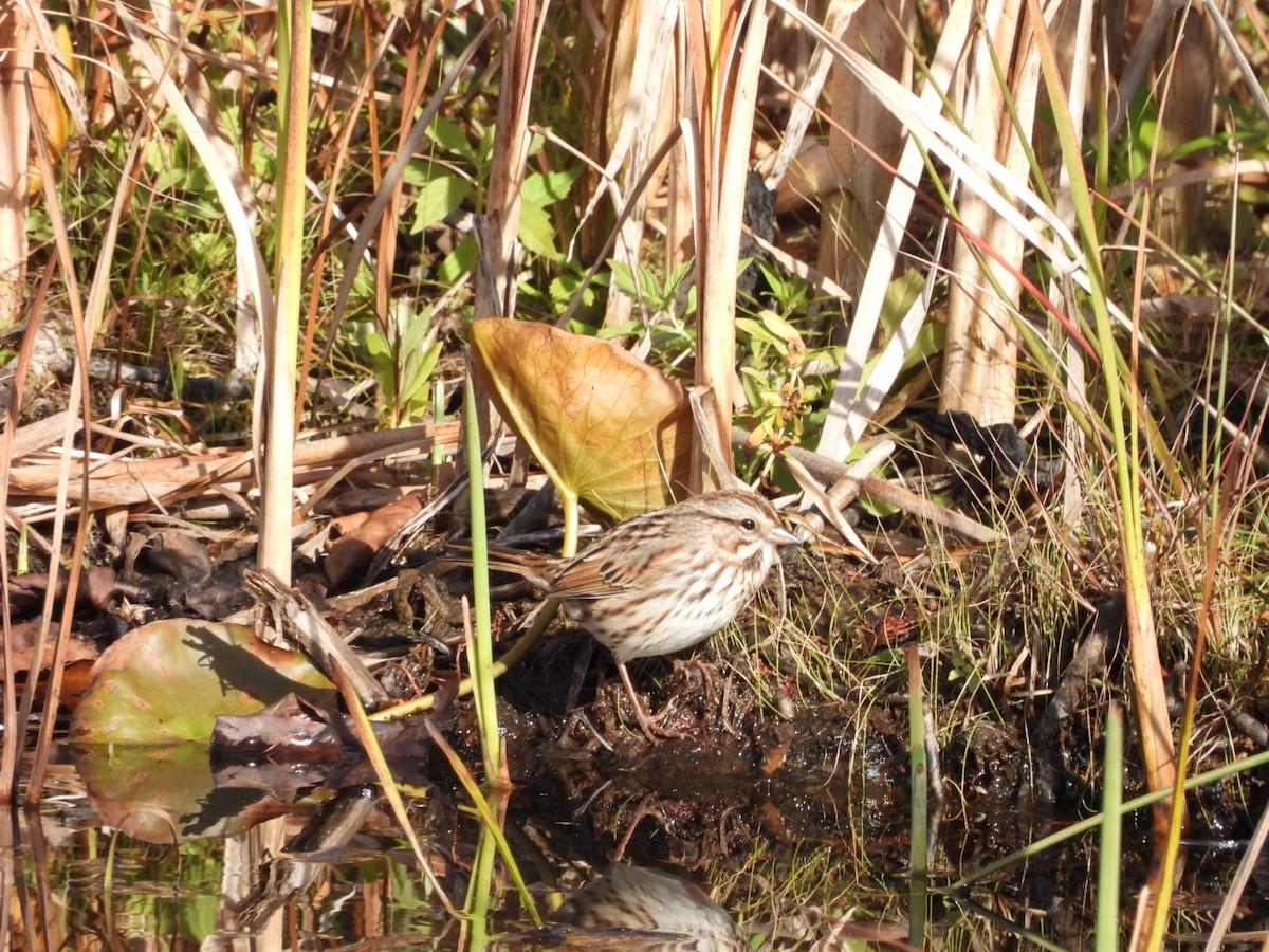 Song Sparrow - ML643466450
