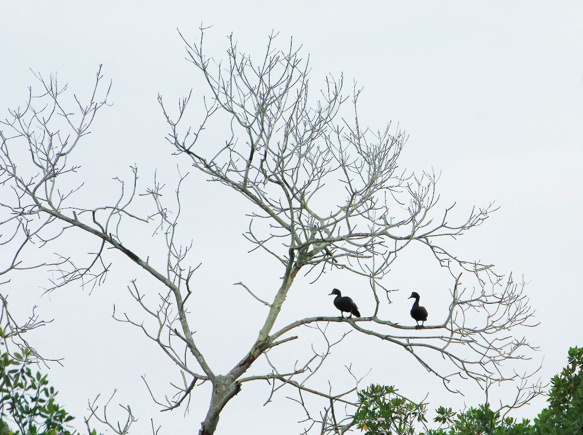 Muscovy Duck - ML643466451