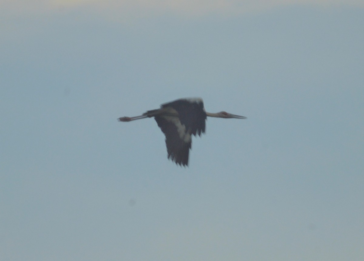 Maguari Stork - ML643466452