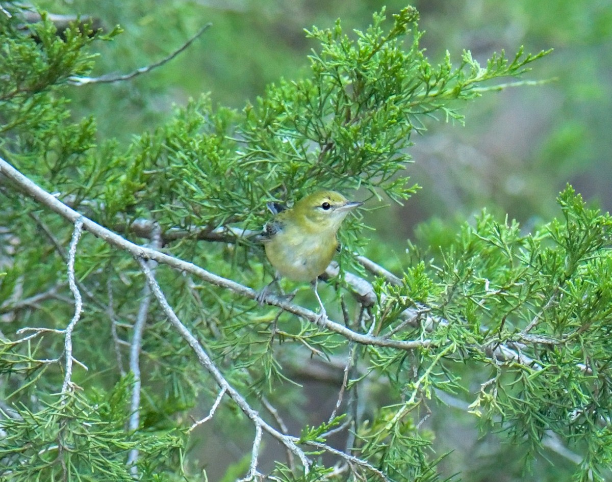 Bay-breasted Warbler - ML643466461