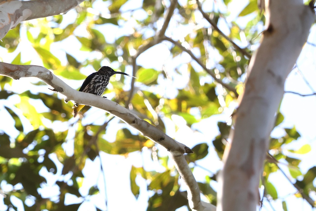 Whitehead's Spiderhunter - ML643466472