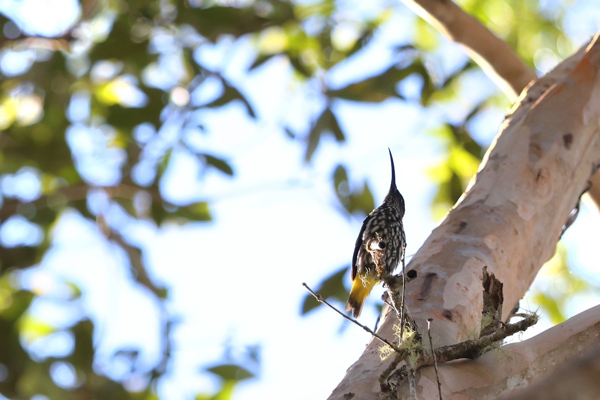 Whitehead's Spiderhunter - ML643466473