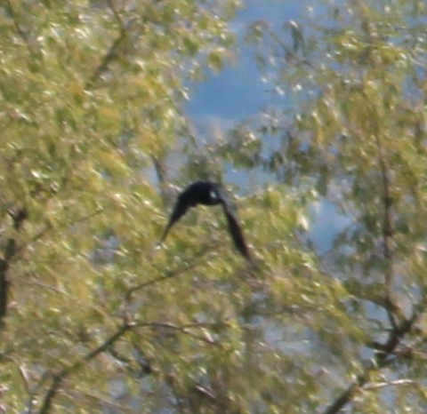 Aves sp. - ML643466487