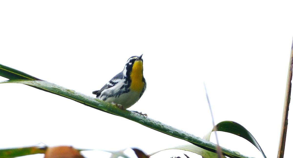 Goldkehl-Waldsänger - ML643466492