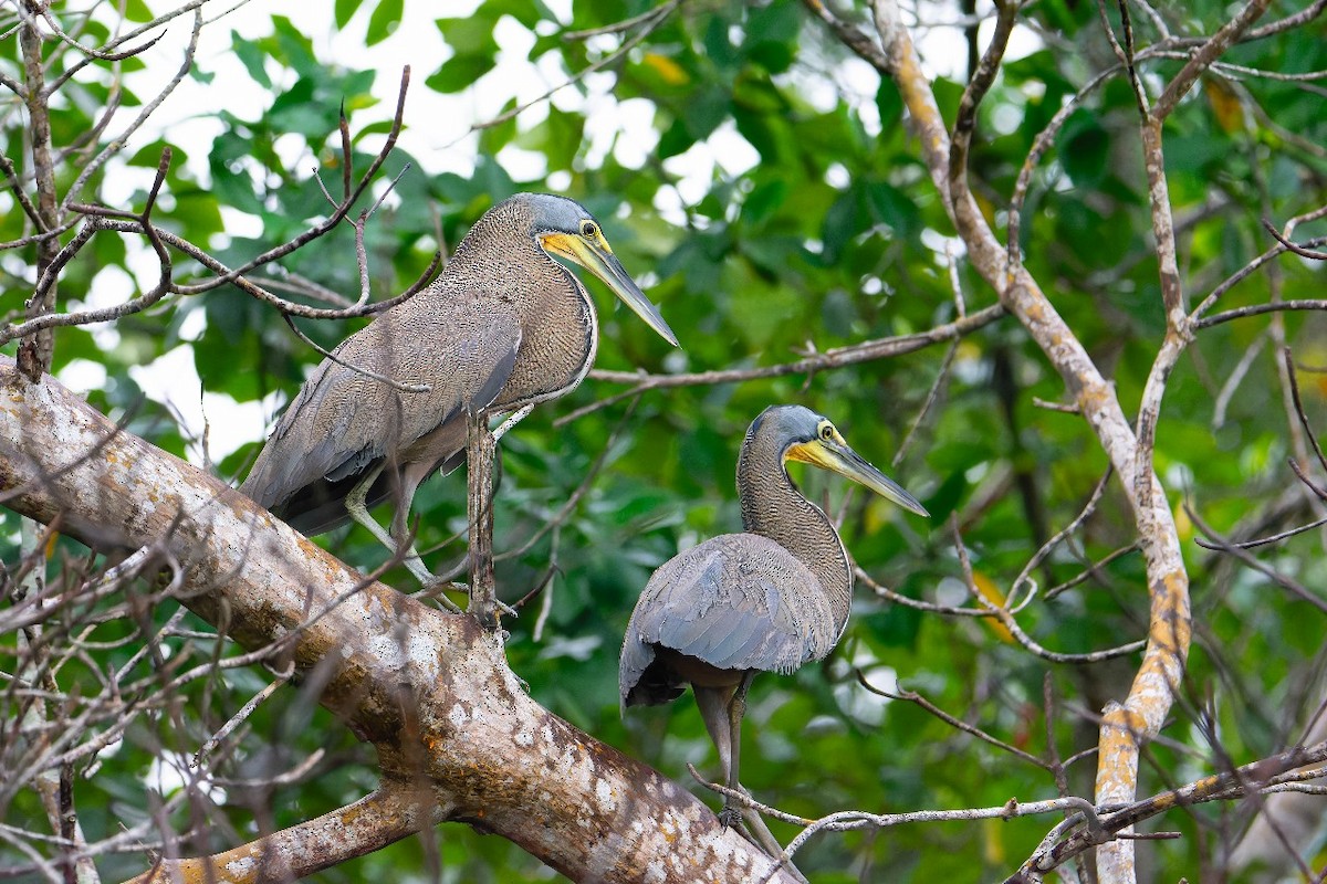 Bare-throated Tiger-Heron - ML643466494