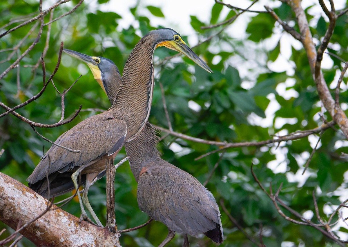 Bare-throated Tiger-Heron - ML643466495