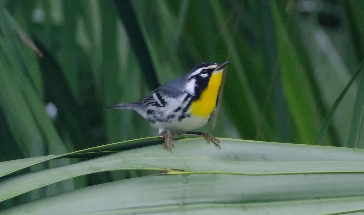 Goldkehl-Waldsänger - ML643466496