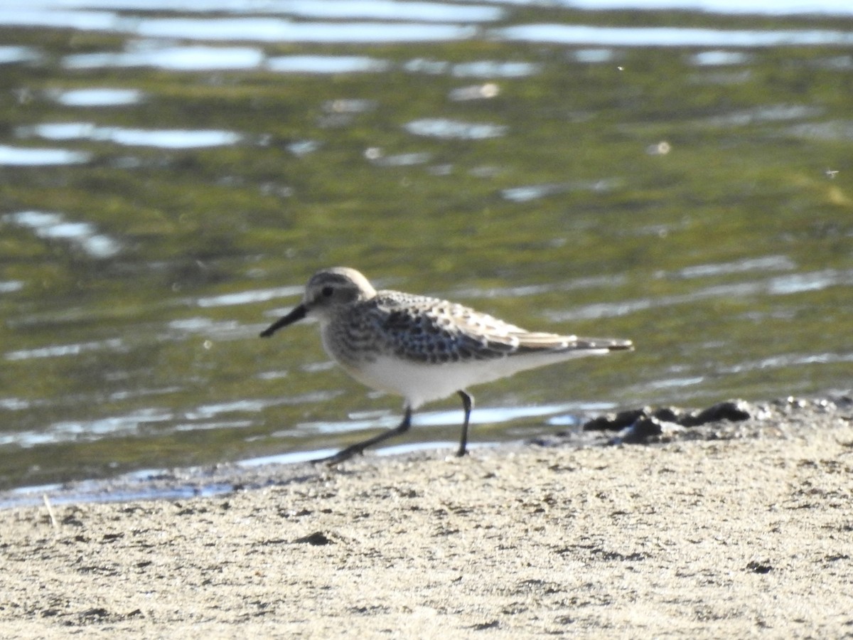 Baird's Sandpiper - ML643466497