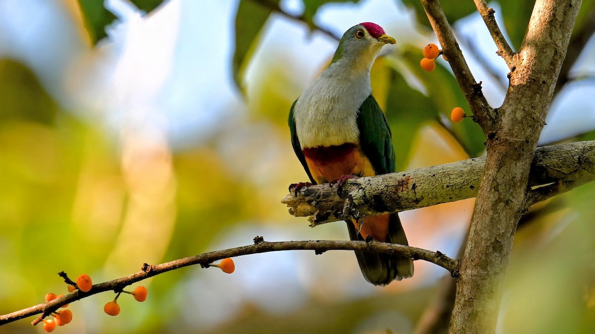 Beautiful Fruit-Dove - ML643466509