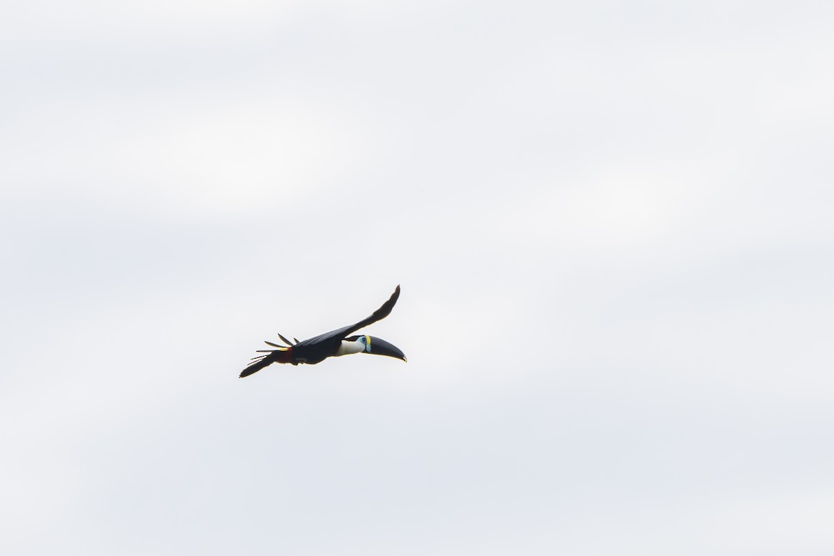White-throated Toucan - ML643466514
