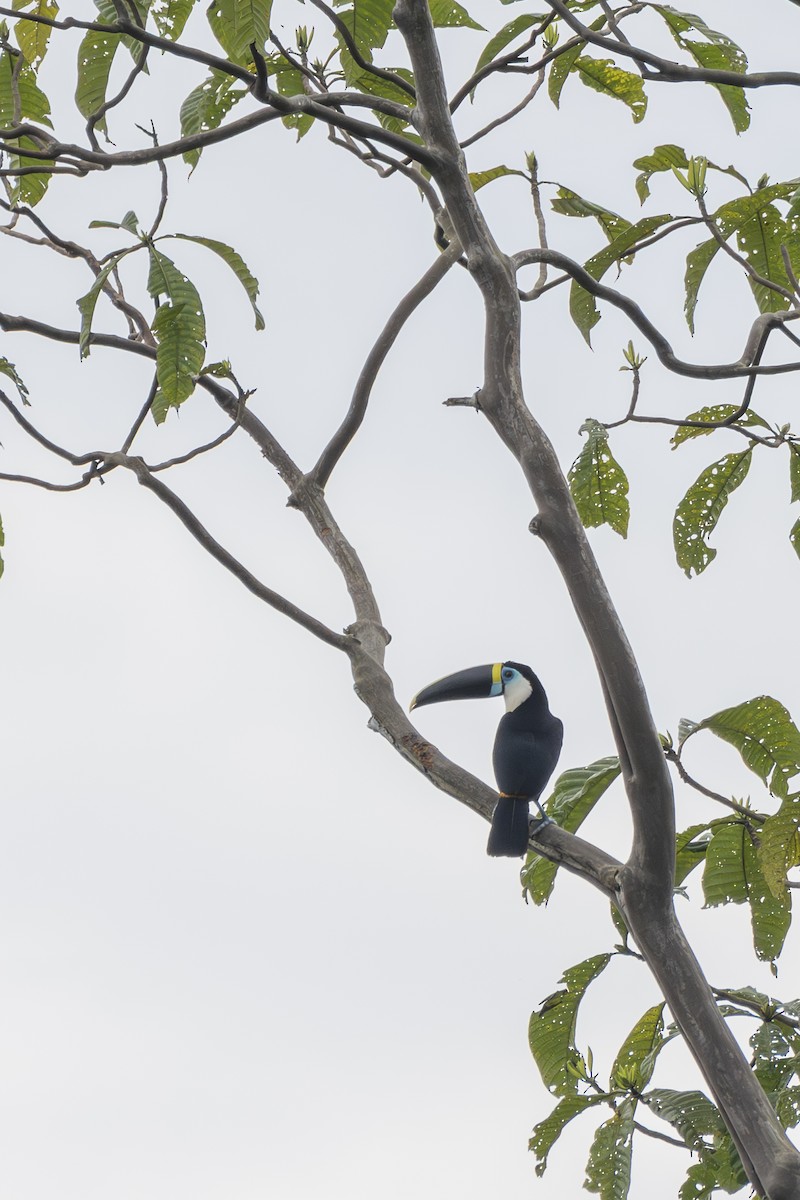 White-throated Toucan - ML643466515