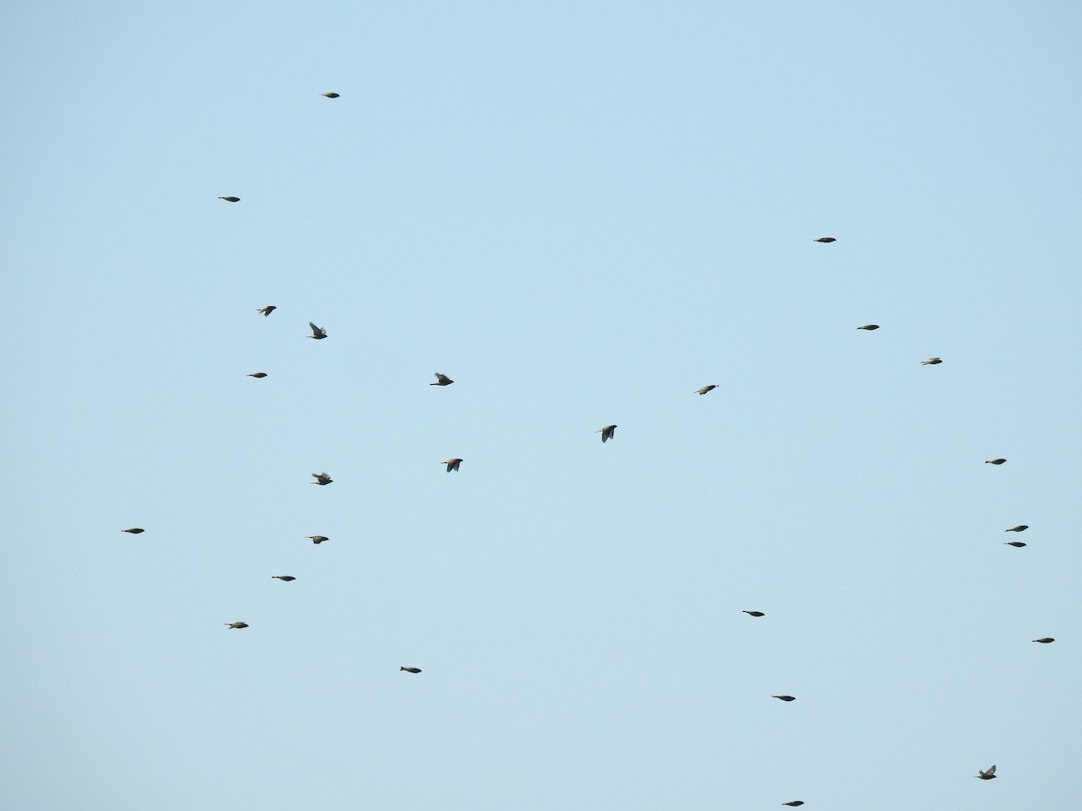 Lapland Longspur - ML643466519