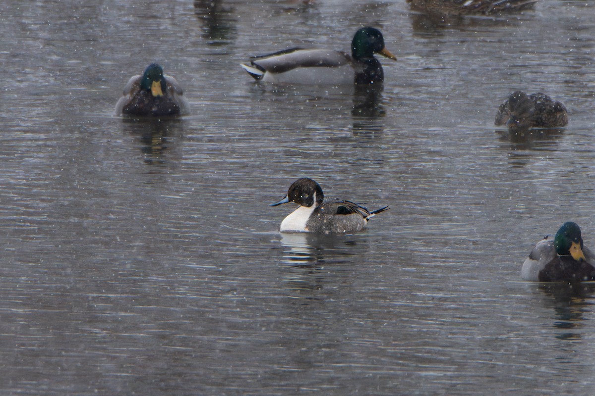 Northern Pintail - ML643466520