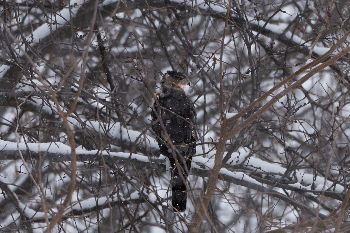 Cooper's Hawk - ML643466522