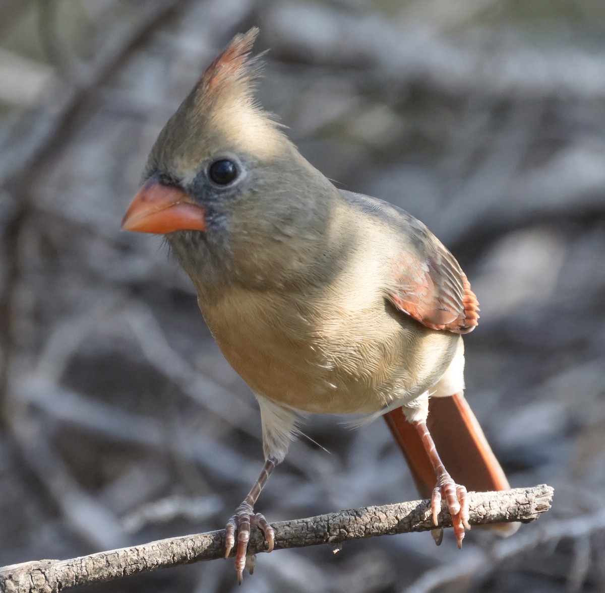 Northern Cardinal - ML643466530