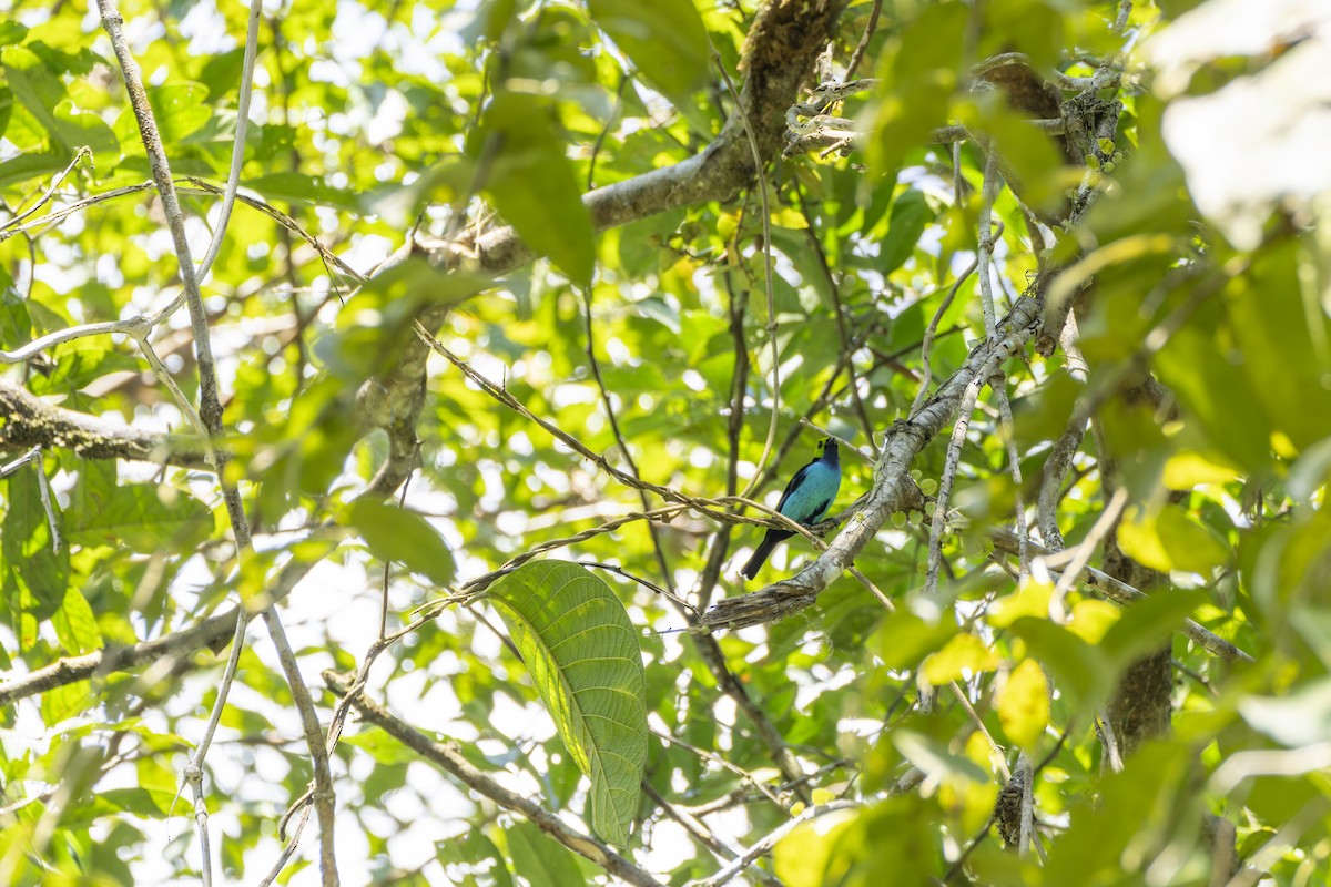 Paradise Tanager - ML643466545