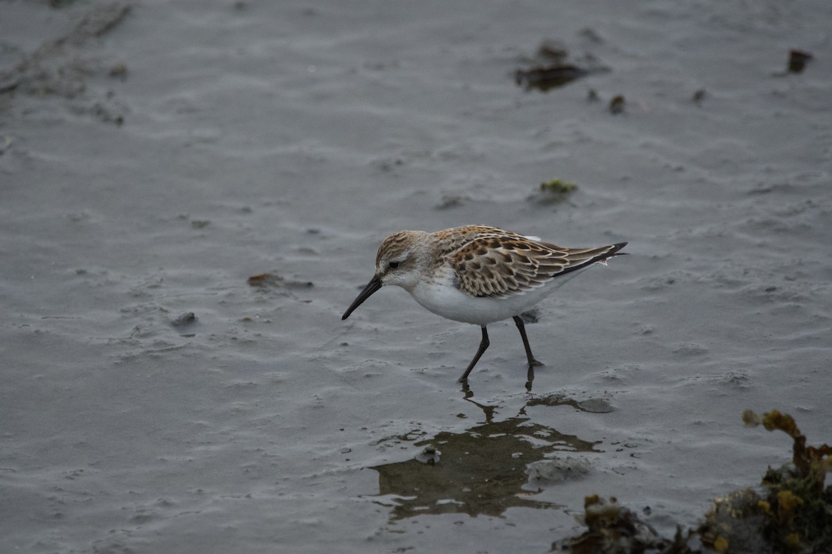 Western Sandpiper - ML643466555