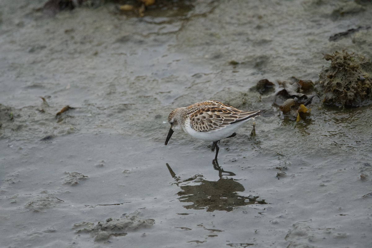 Western Sandpiper - ML643466557