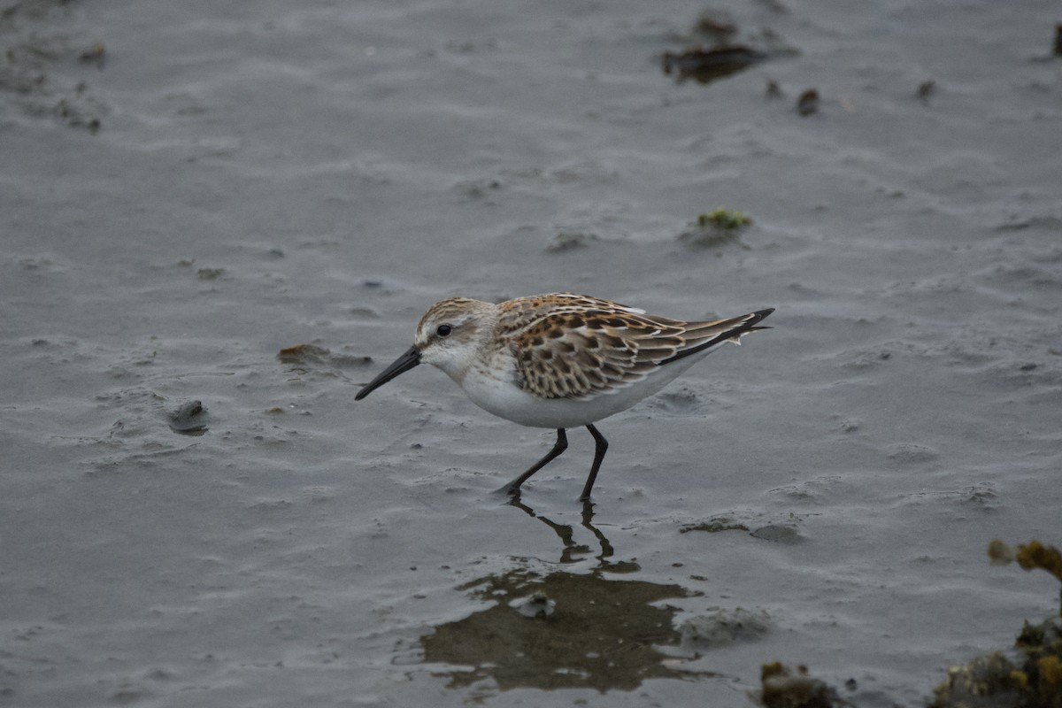 Western Sandpiper - ML643466558
