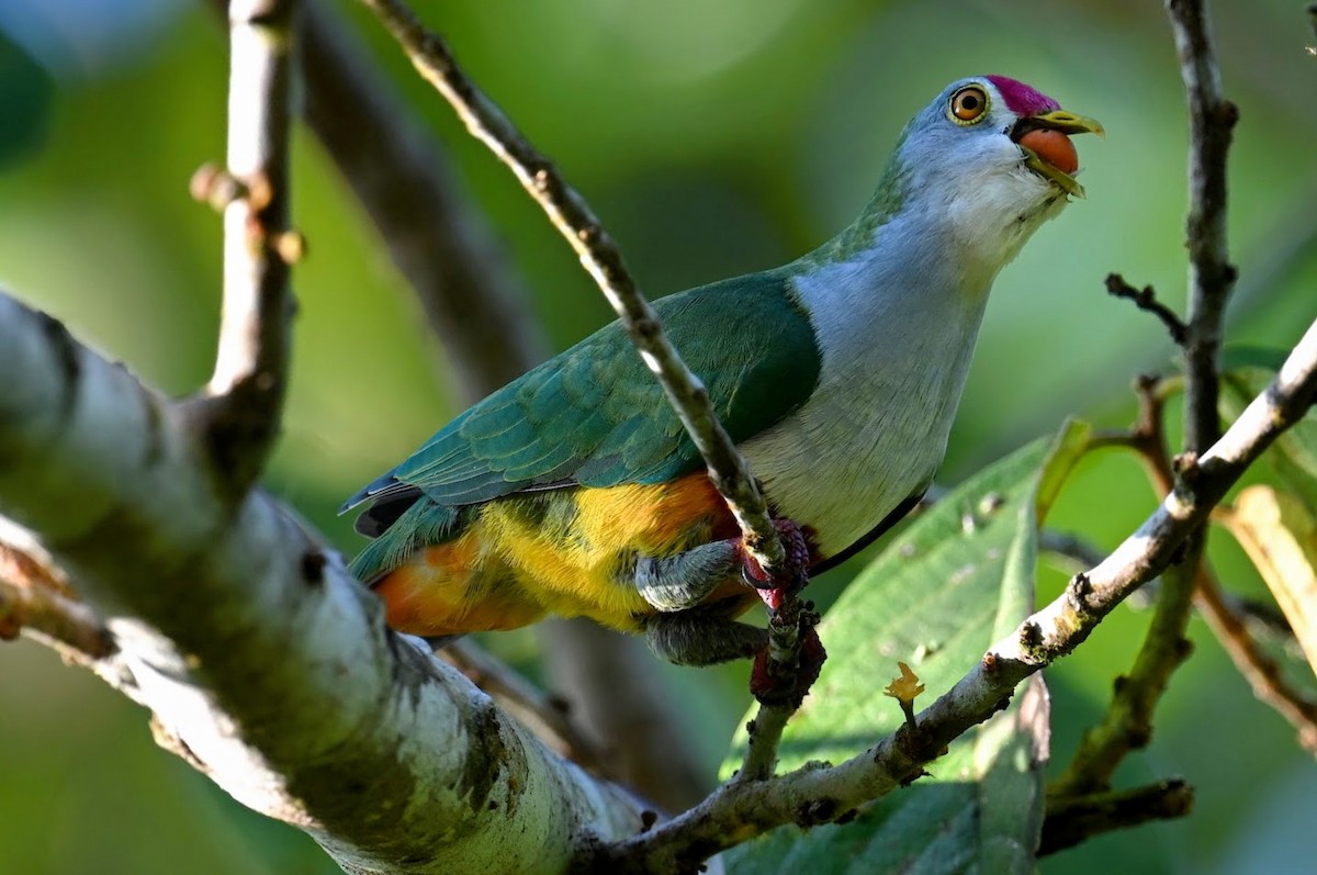 Beautiful Fruit-Dove - ML643466560