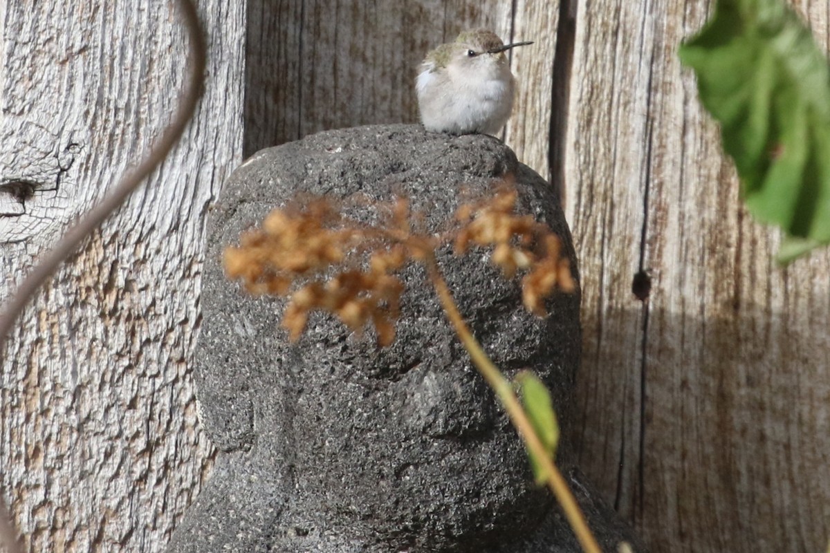Costa's Hummingbird - ML643466561