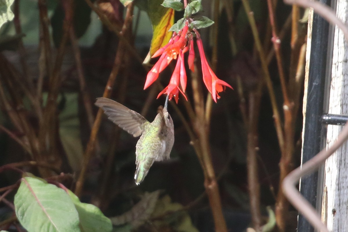 Costa's Hummingbird - ML643466562
