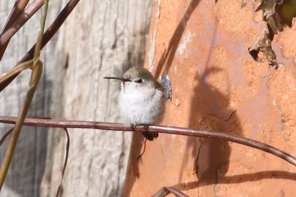 Costa's Hummingbird - ML643466563