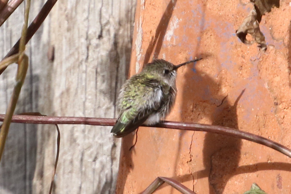 Costa's Hummingbird - ML643466564
