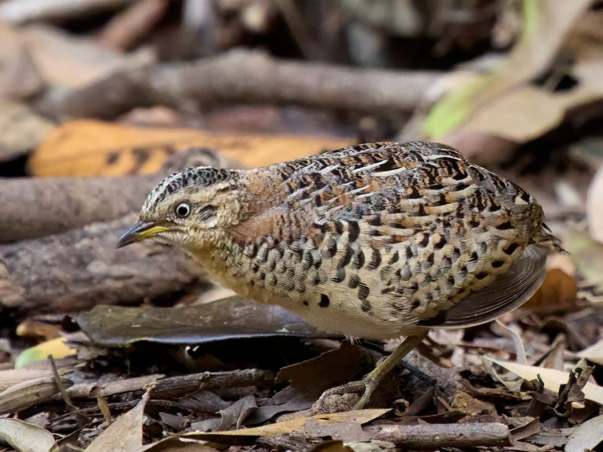 Red-backed Buttonquail - ML643466566