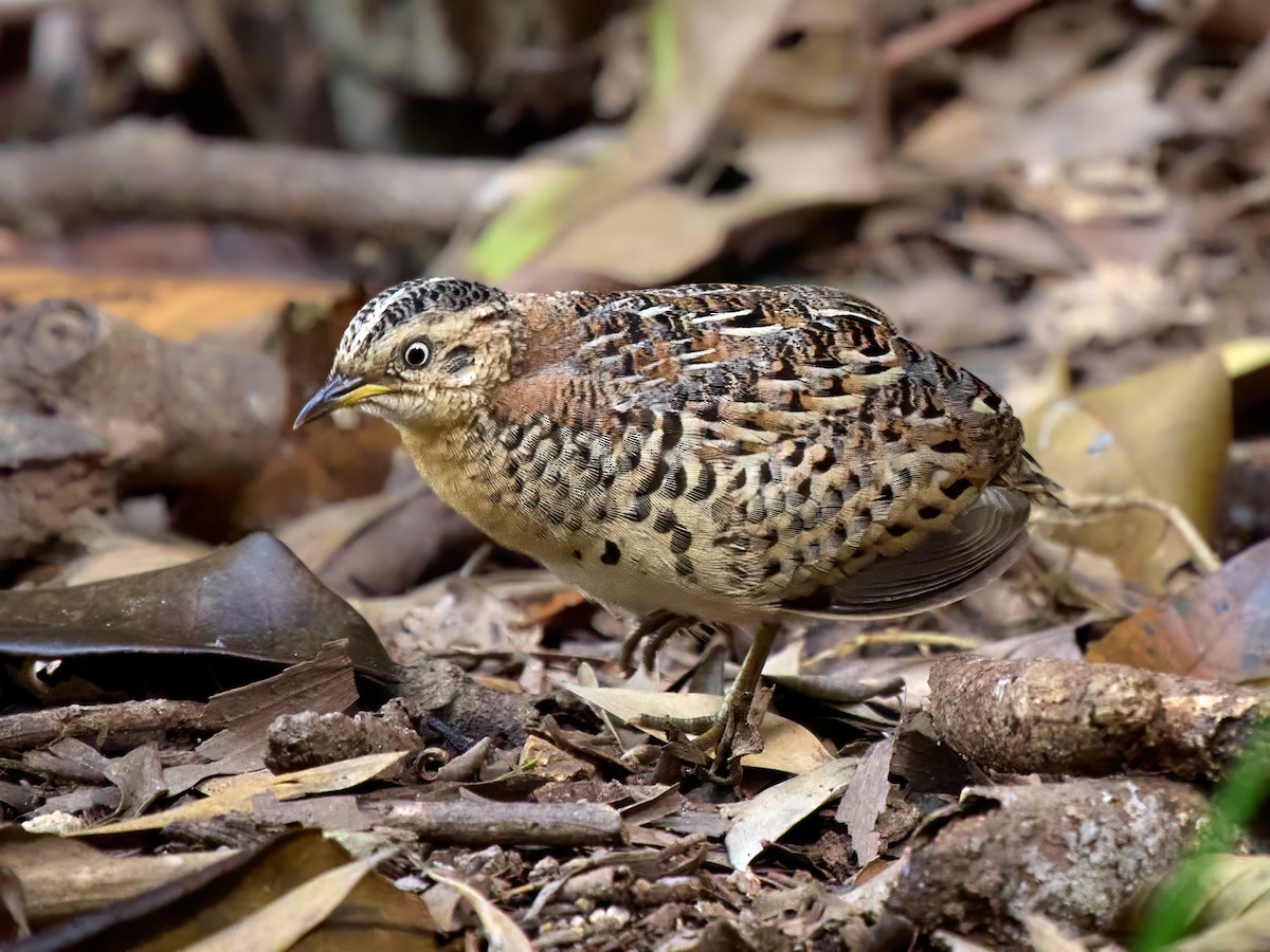 Red-backed Buttonquail - ML643466567