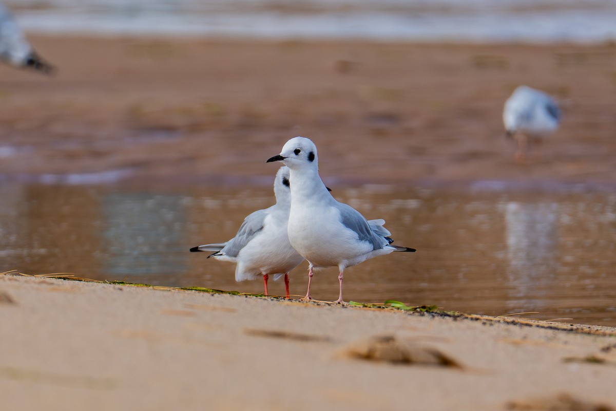 Bonaparte's Gull - Alex Kim